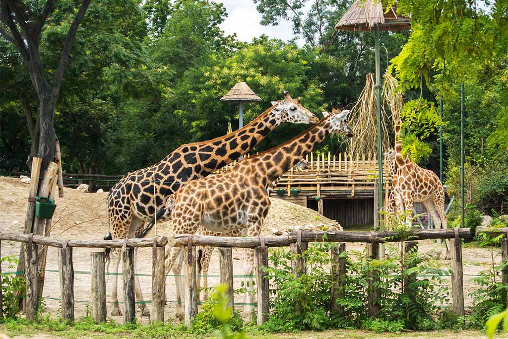 Visit the Budapest Zoo & Botanical Garden